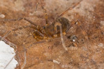 Media type: image; Invertebrate Zoology 138109